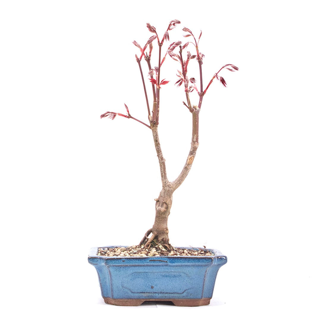 Fächer-Ahorn 'Acer palmatum 'Deshojo'